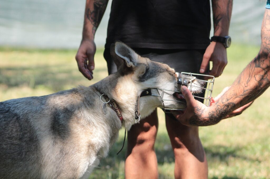 esercizio di educazione di base per cani a Seregno