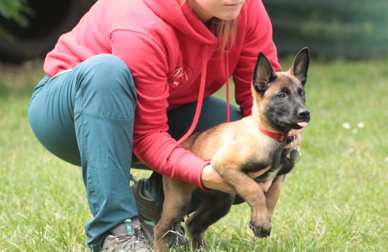cane cucciolo durante esercizio di educazione al Nose Park di Seregno