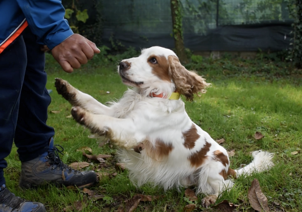 cane che fa obedience al Nose Park di Seregno