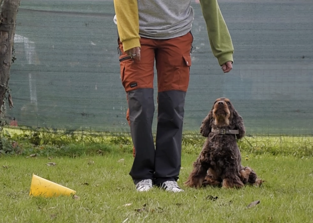 esercizio di educazione di base per cani a Seregno