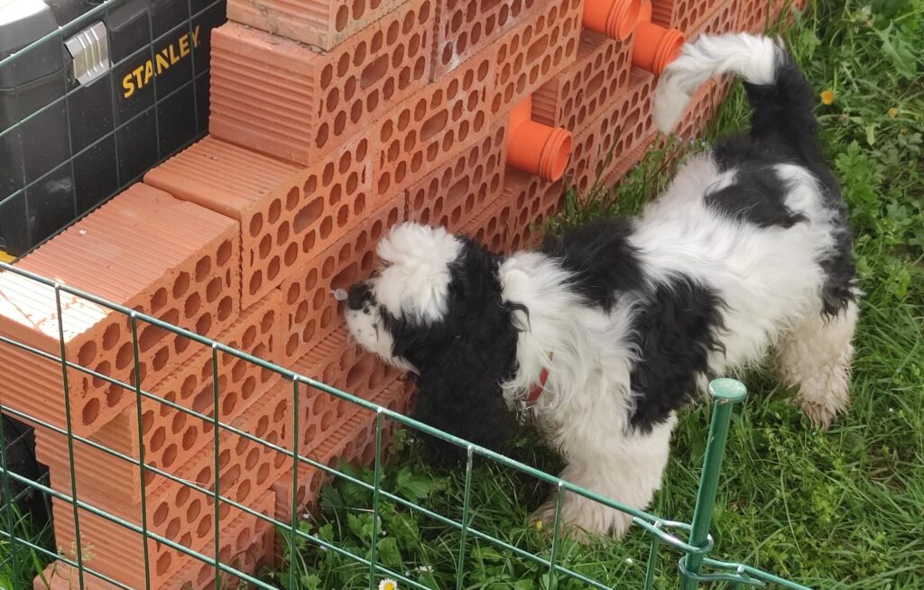 esercizio di fiuto per cani al Nose Park di Seregno
