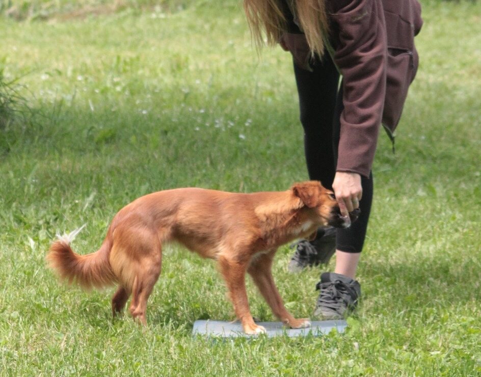 cane adulto durante un esercizio di educazione cinofila