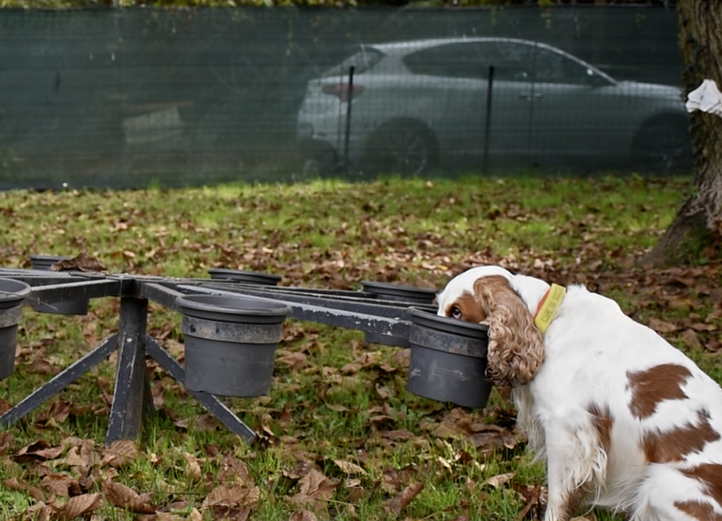 esercizio di fiuto per cani al Nose Park di Seregno
