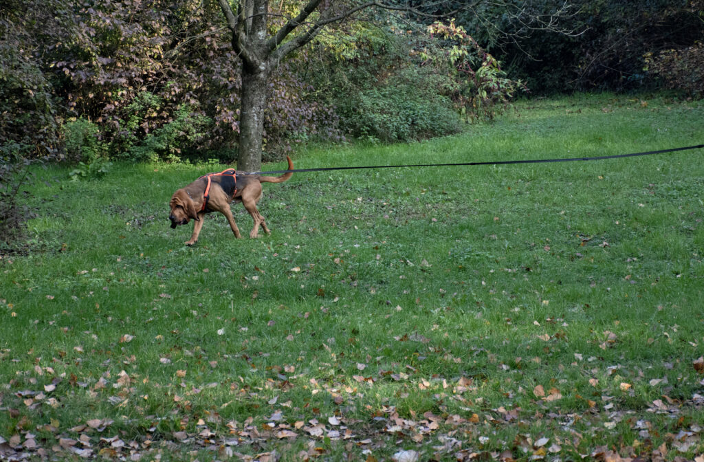 cane impegnato in un mantrailing al Nose Park di Seregno