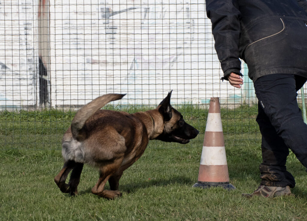 istruttrice cinofila che lavora con un cane al campo Nose Park