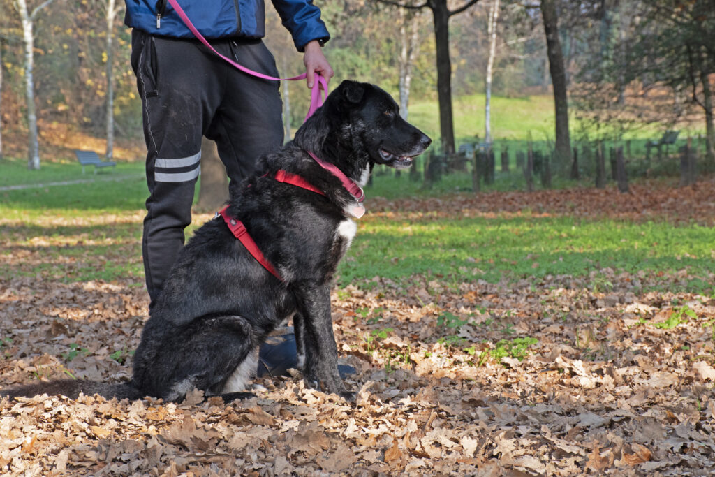 sessione di mantrailing con istruttore cinofilo