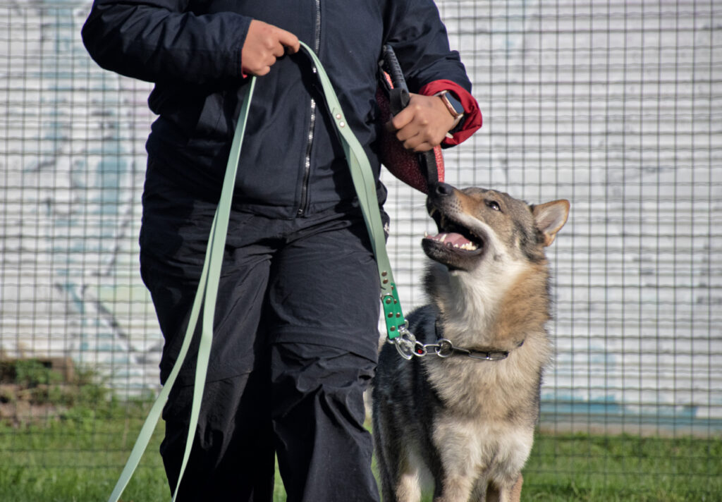 cane durante una lezione di educazione al Nose Park di Seregno