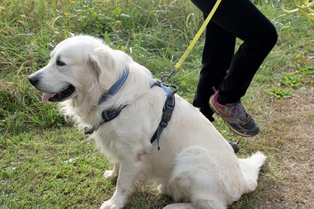 attività di ricerca olfattiva per cani al Nose Park