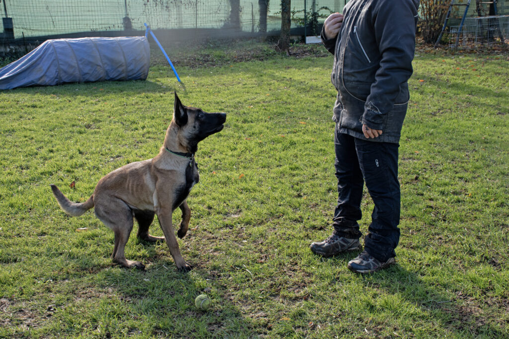 esercizi di autocontrollo per cani al Nose Park