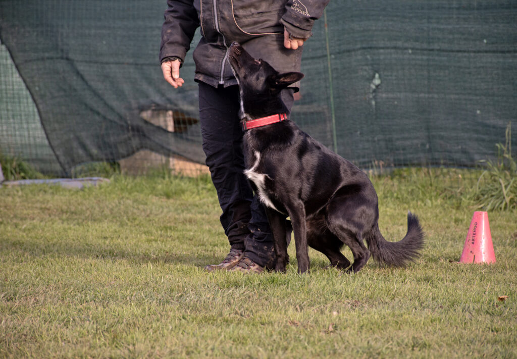 istruttrice cinofila che lavora con un cane al campo Nose Park