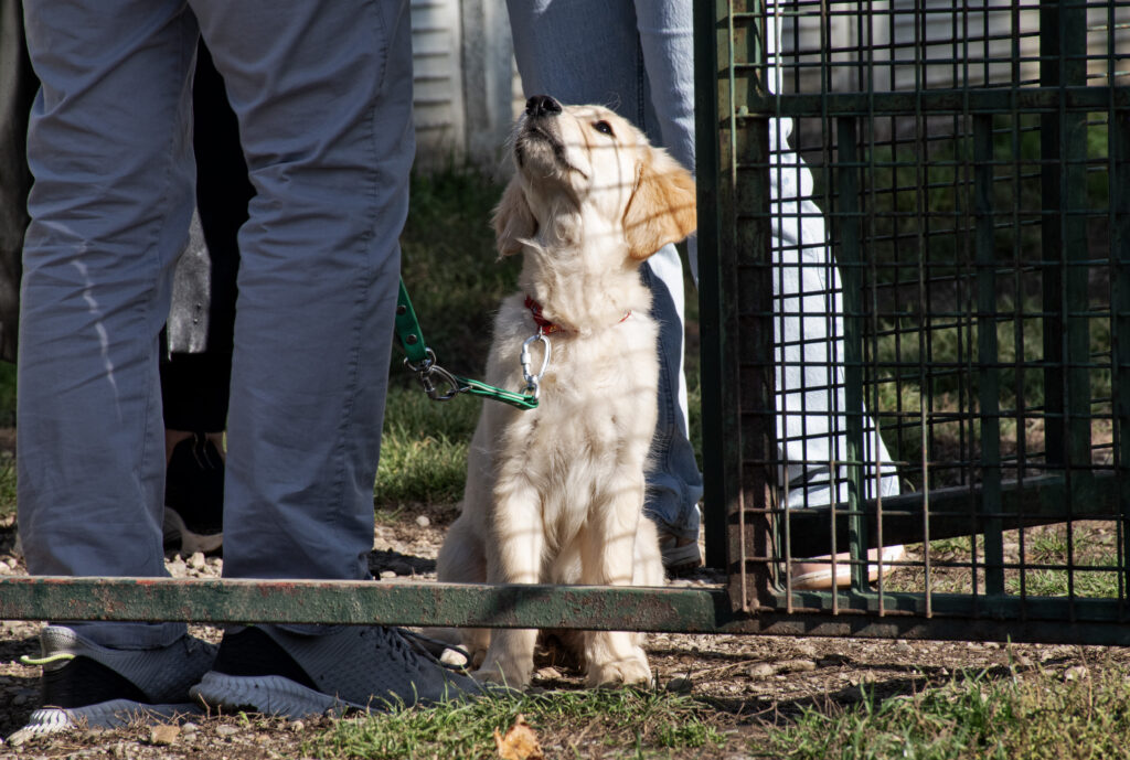 cucciolo durante una lezione di educazione al Nose Park