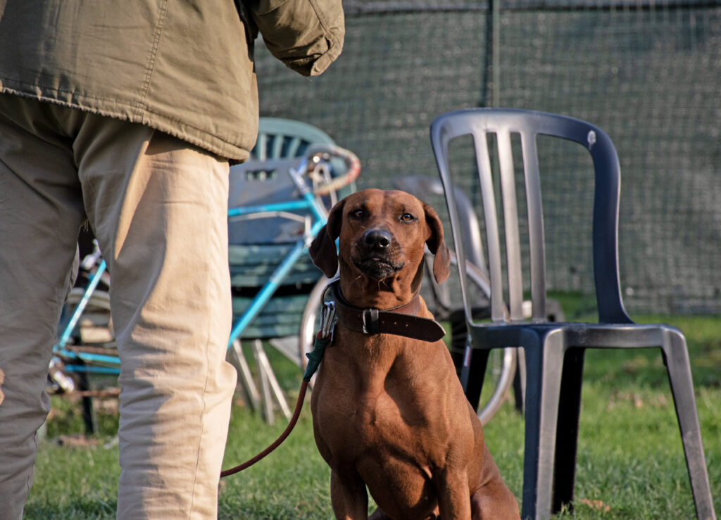 esercitazione pratica con cani durante il corso addestratori