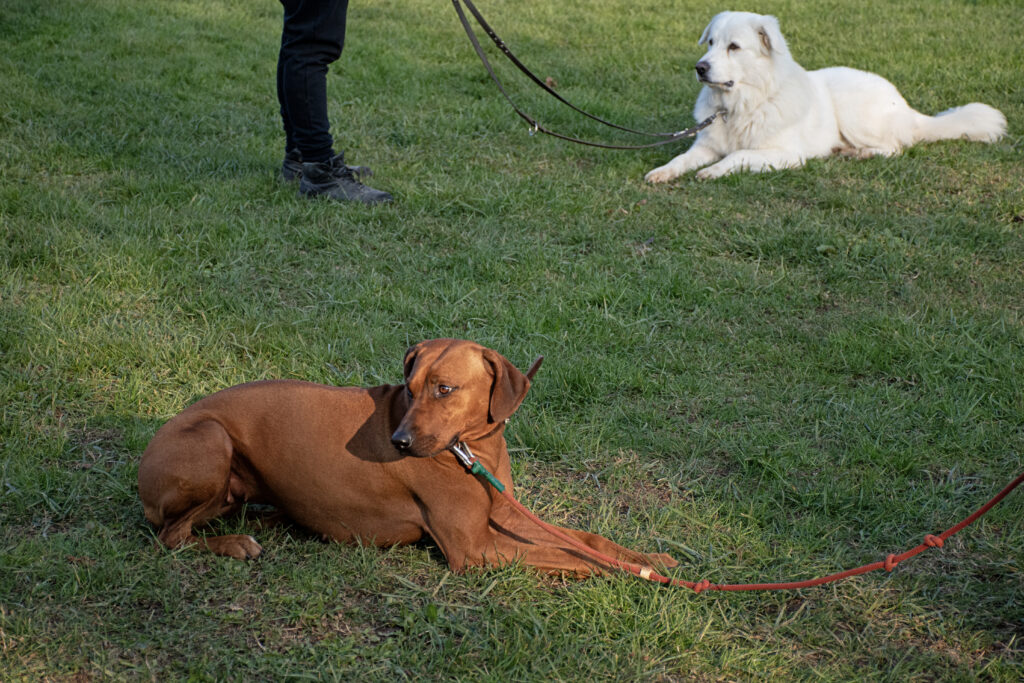 preparazione al CAE con cane e conduttore seguiti dagli istruttori al Nose Park di Seregno