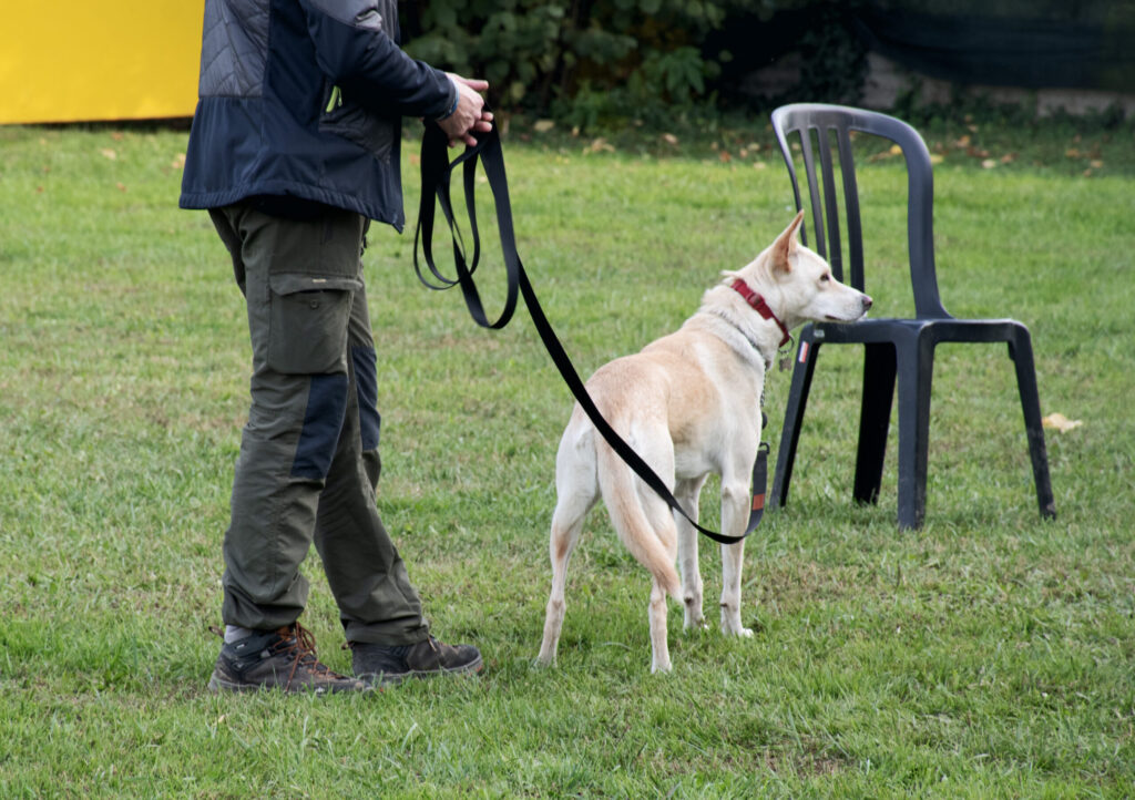 cane durante una lezione di educazione al Nose Park di Seregno