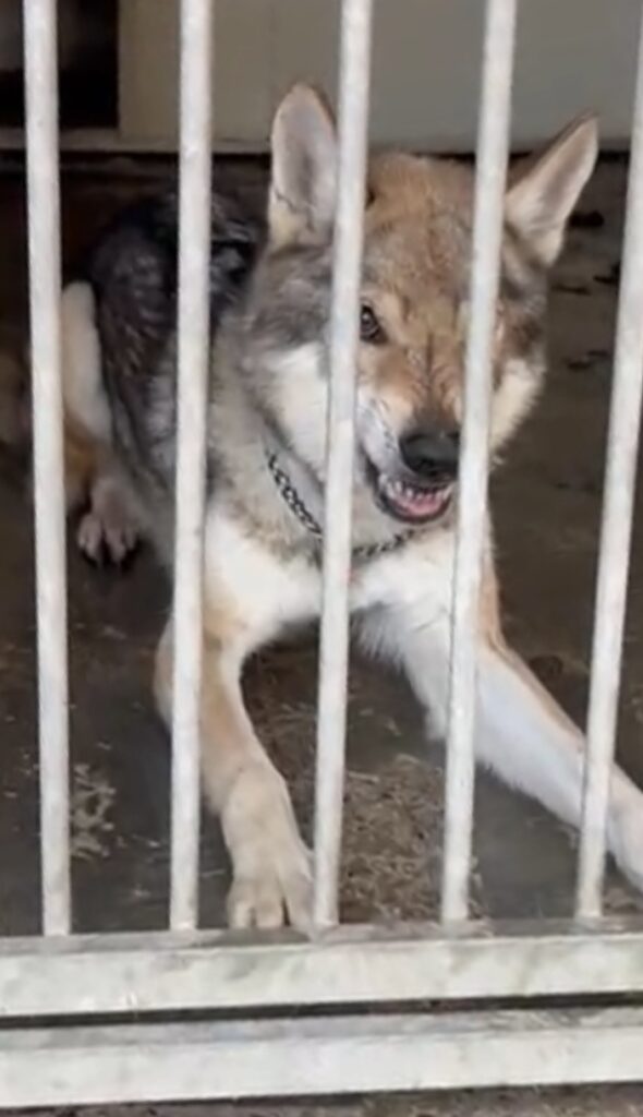 lavoro di rieducazione comportamentale con il cane al Nose Park