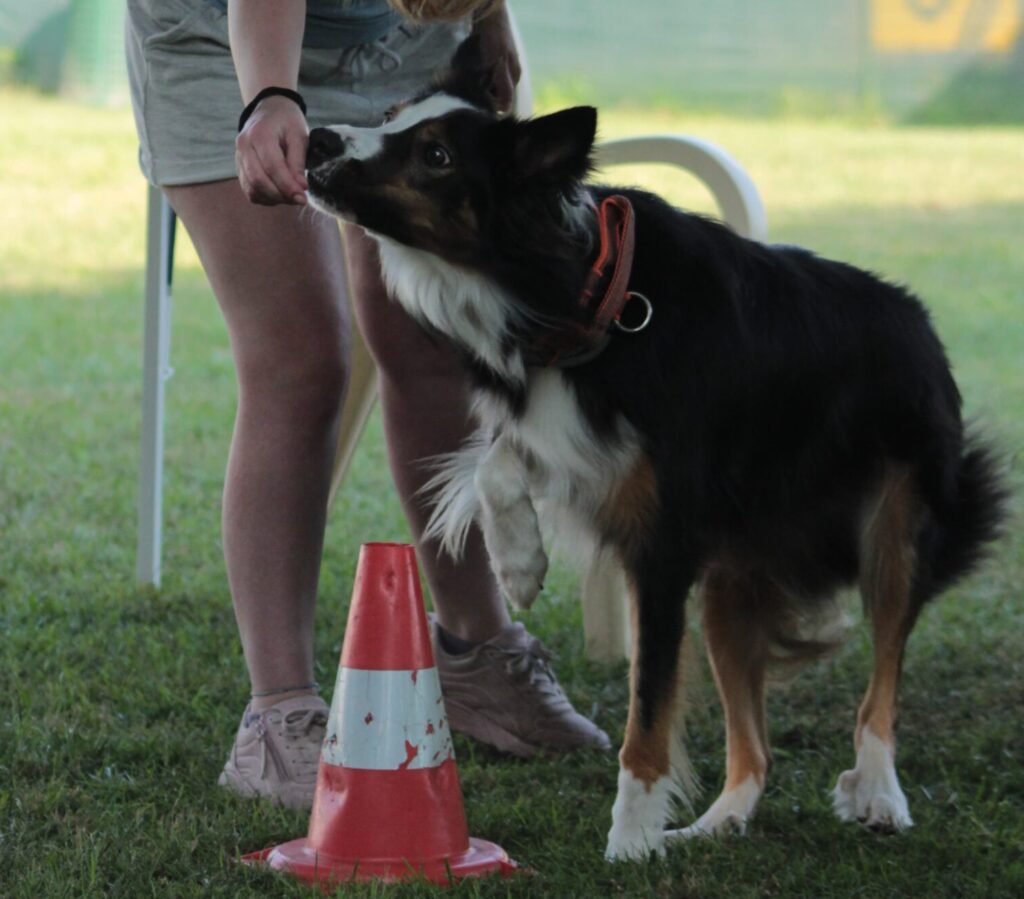 esercizio di obedience al Nose Park centro cinofilo a Seregno