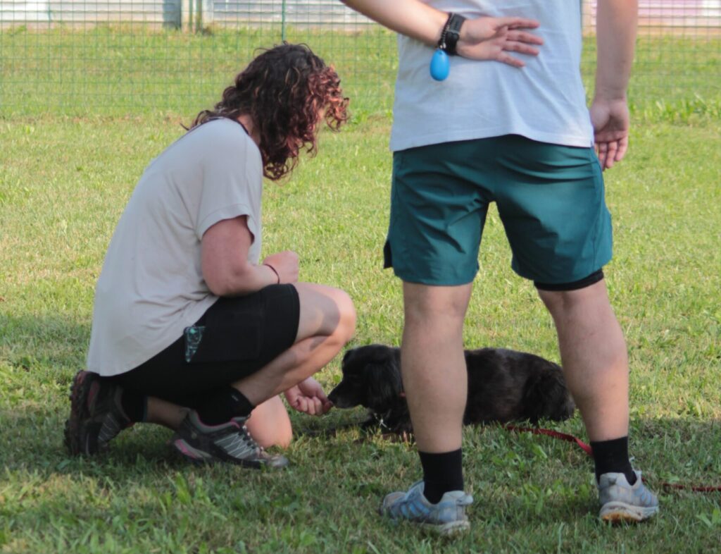 esercizio di educazione di base per cani a Seregno
